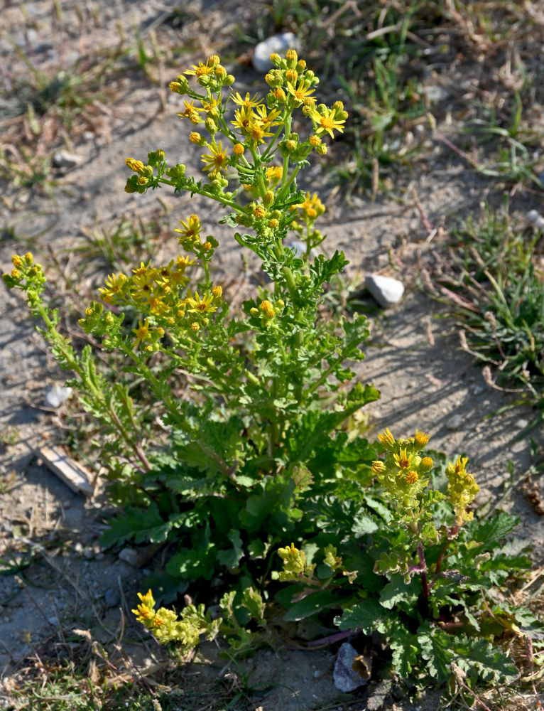 Изображение особи Senecio jacobaea.