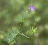 Geranium columbinum. Верхушка растения с цветком и плодом. Краснодарский край, Новокубанское ГП, суходольный луг. 29.07.2026.