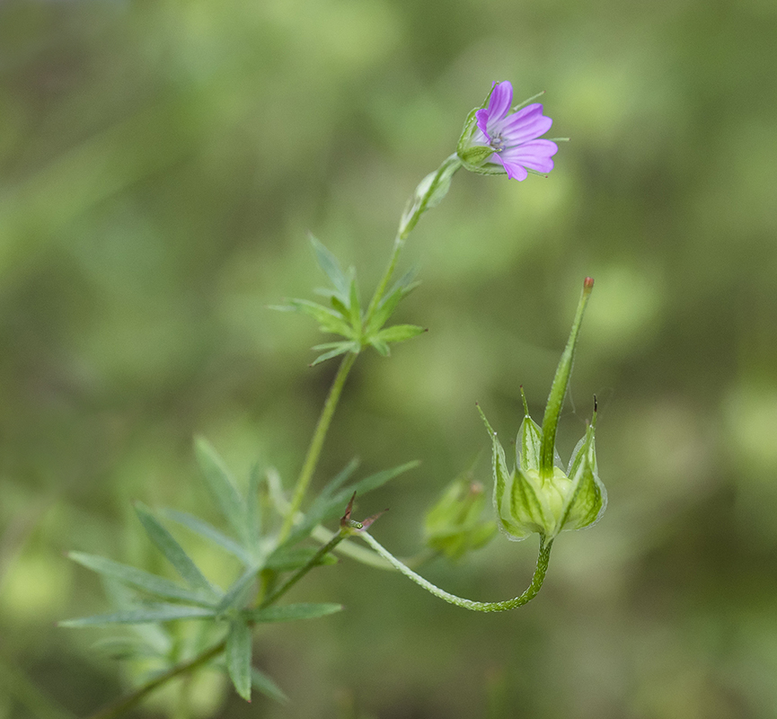 Image of Geranium columbinum specimen.
