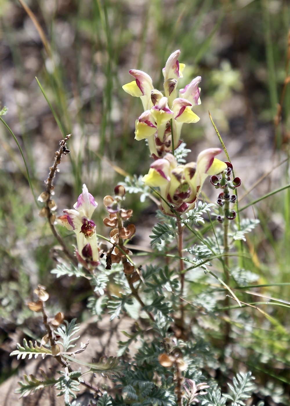 Image of Scutellaria przewalskii specimen.