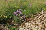 Allium schoenoprasum