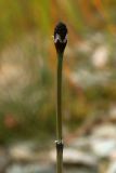 Equisetum variegatum. Верхушка побега со стробилом. Полярный Урал, пойма р. Б. Ханмей недалеко от устья р. Ханмейшор, слабо задернованный галечный берег. 20.08.2026.