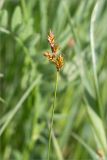 genus Carex. Верхушка побега с соплодием. Татарстан, окр. с. Камское Устье, разнотравно-злаковый луг на высоком обрывистом берегу р. Волга. 06.06.2026.