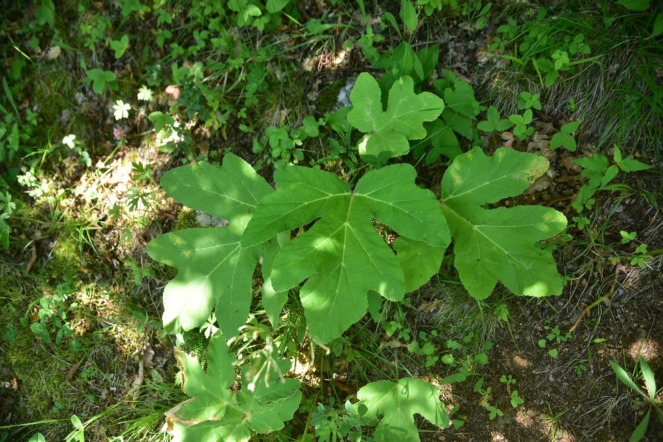 Image of genus Heracleum specimen.