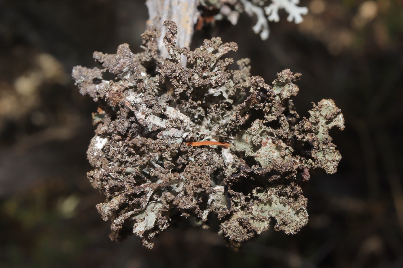 Image of Platismatia glauca specimen.