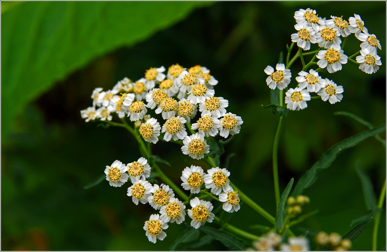 Изображение особи Achillea cartilaginea.