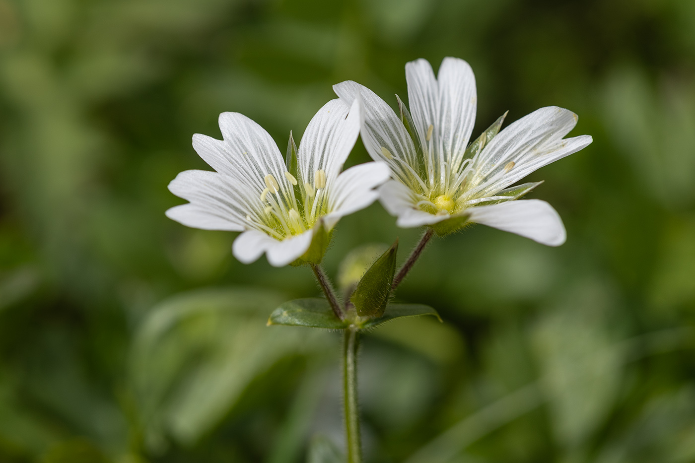 Изображение особи Cerastium purpurascens.