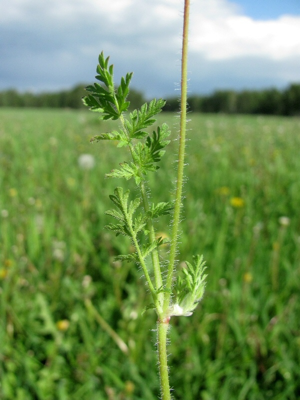 Image of Erodium cicutarium specimen.