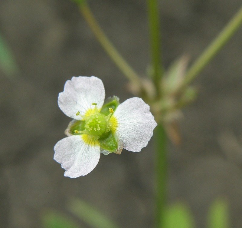 Изображение особи Alisma gramineum.