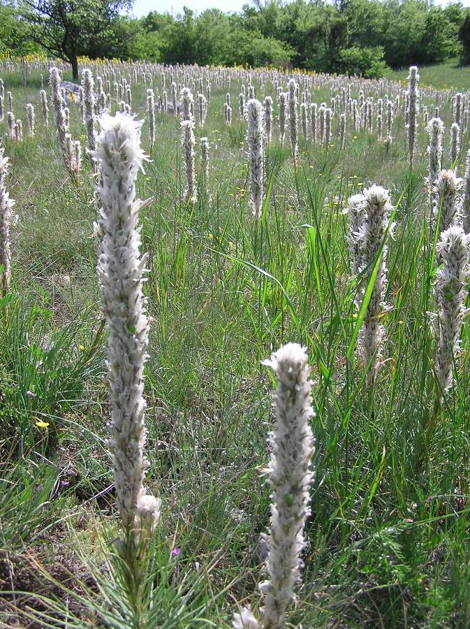 Image of Asphodeline taurica specimen.