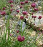 Allium inconspicuum