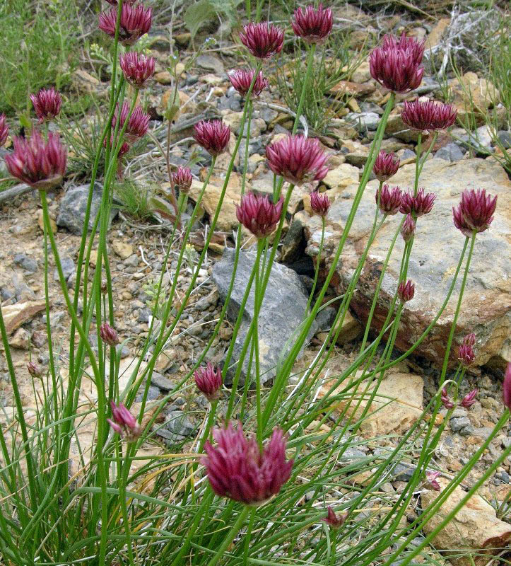 Image of Allium inconspicuum specimen.