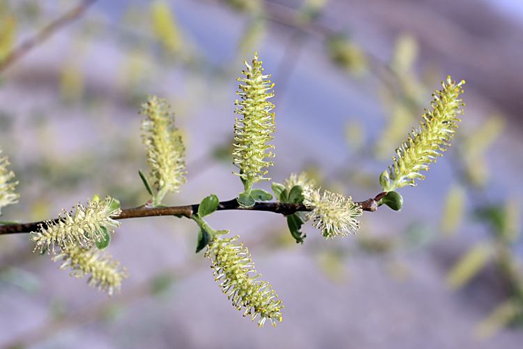 Image of genus Salix specimen.