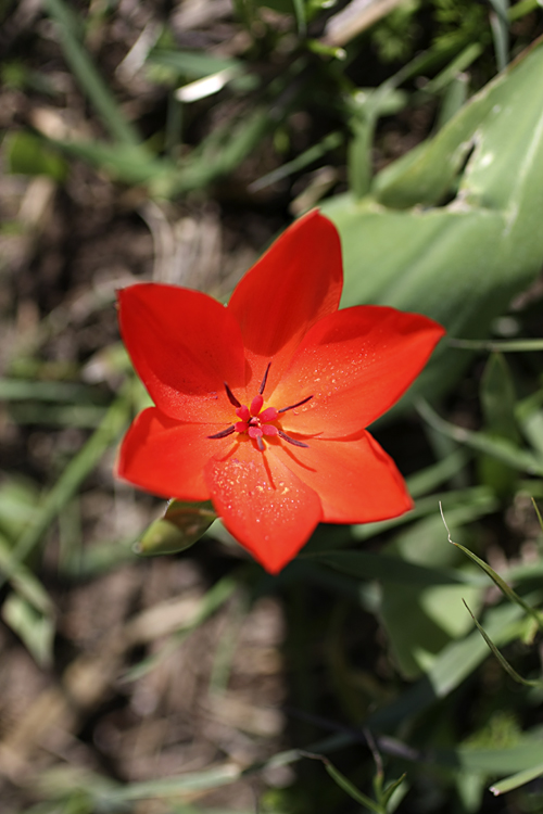 Image of Tulipa praestans specimen.