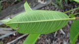 Salix myrsinifolia. Лист (вид с обратной стороны). Окр. Архангельска, окраина свалки древесных отходов. 28.08.2011.