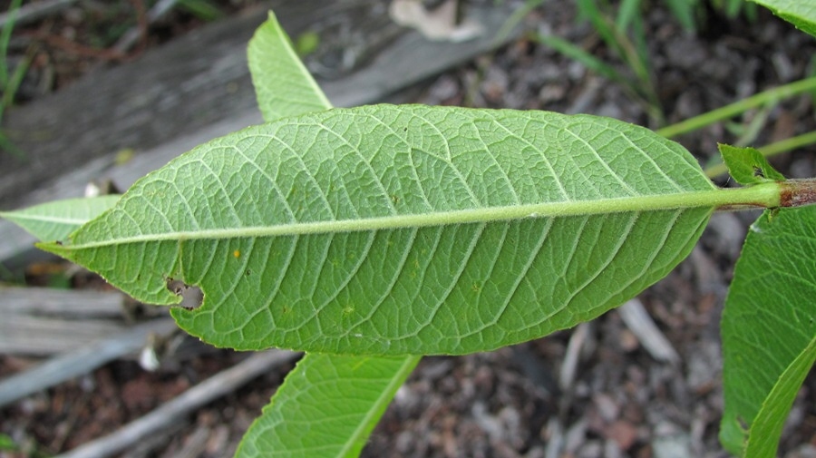 Image of Salix myrsinifolia specimen.