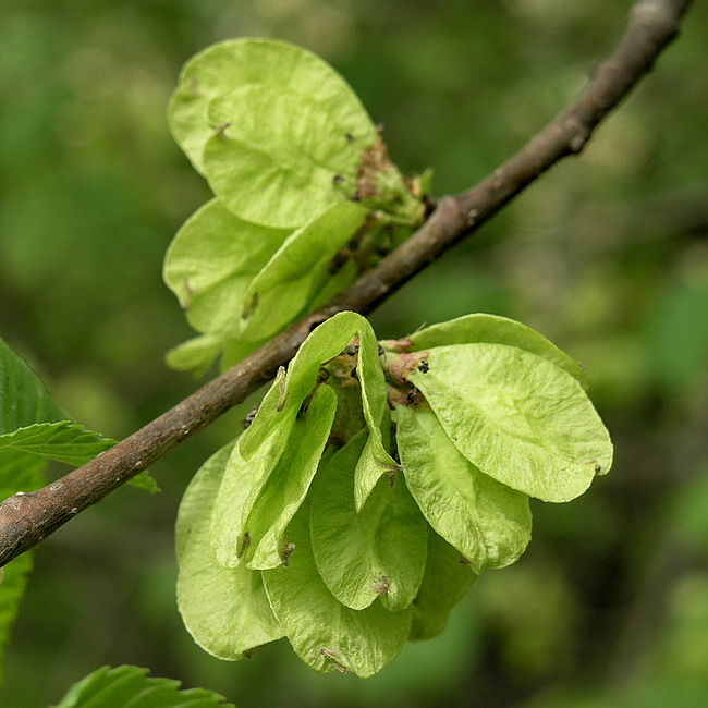 Изображение особи Ulmus glabra.