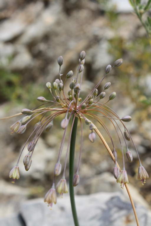 Изображение особи Allium paczoskianum.
