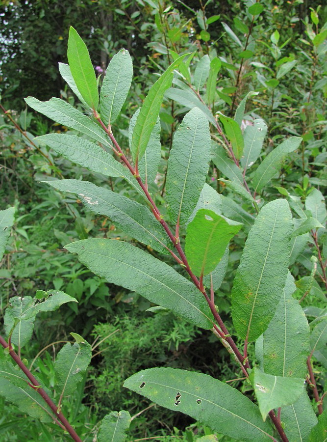 Изображение особи Salix × laurina.