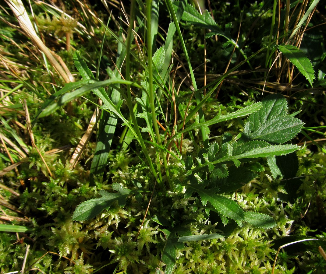 Image of Serratula tinctoria ssp. seoanei specimen.