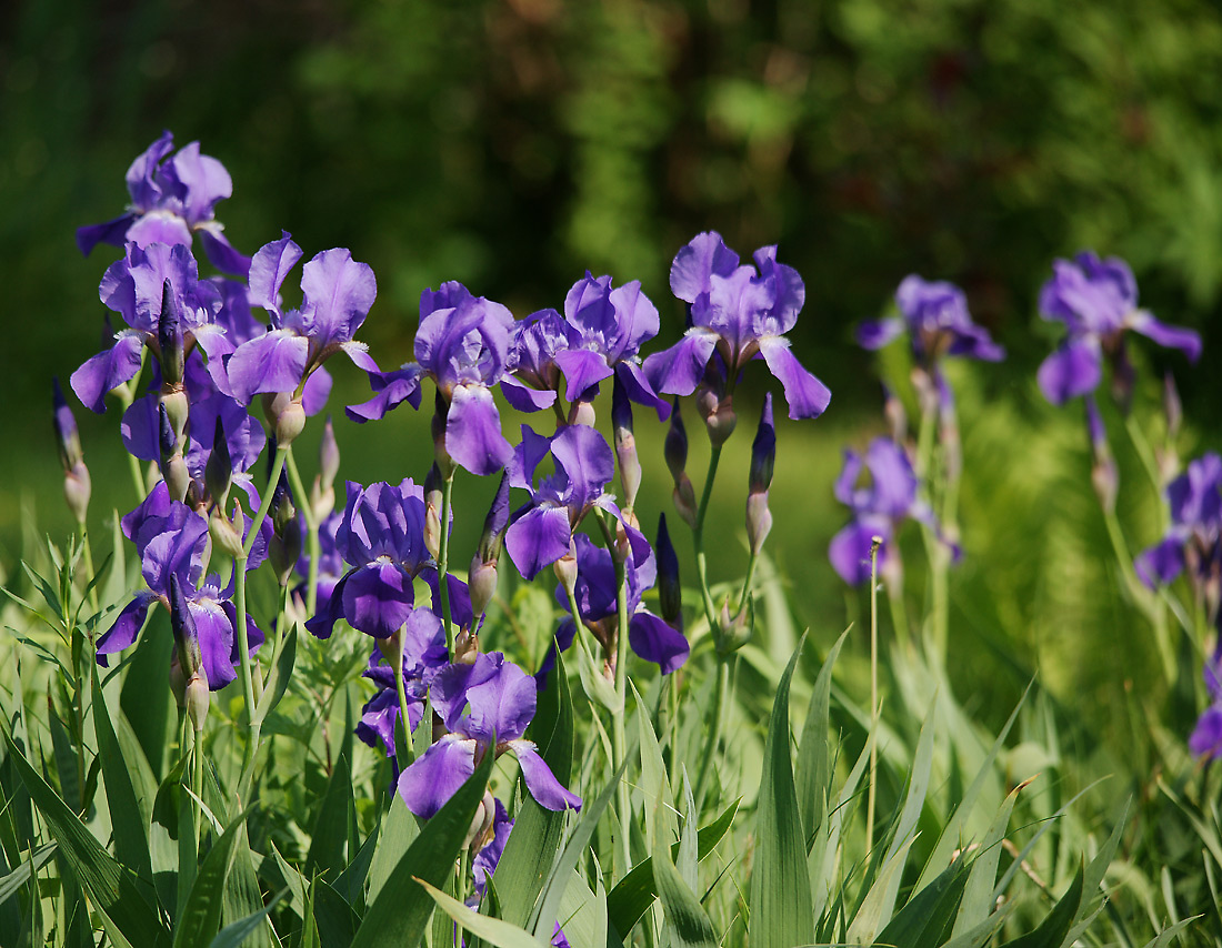 Image of Iris nyaradyana specimen.