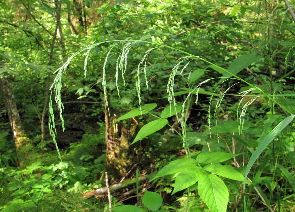 Изображение особи Cinna latifolia.