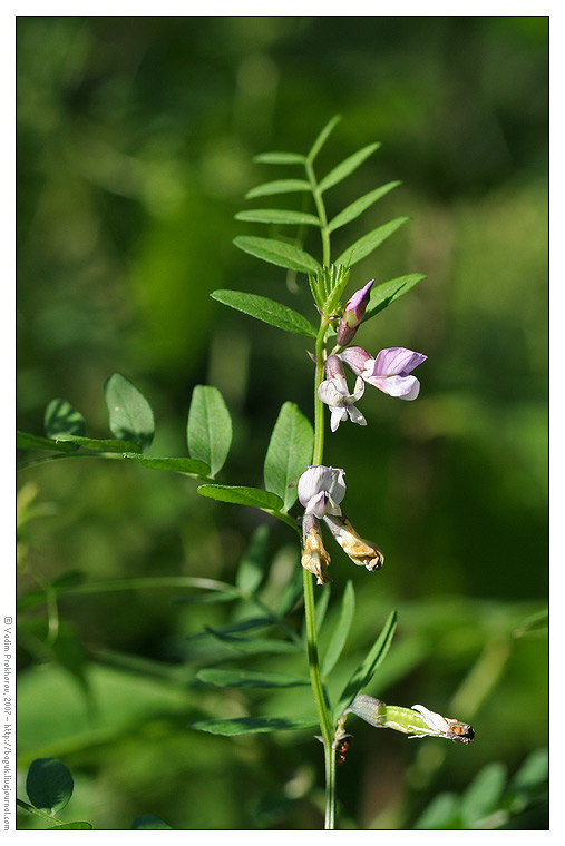 Image of Vicia sepium specimen.