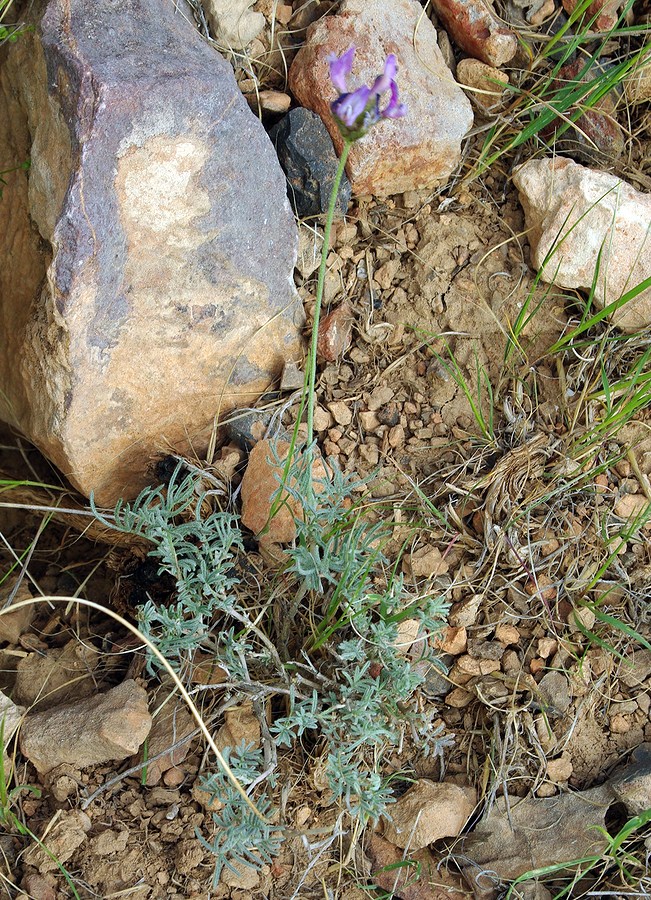 Image of Astragalus falcigerus specimen.
