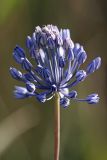 Allium caesium