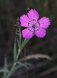 Dianthus fischeri. Цветок. Москва, Кузьминский парк, под ЛЭП. 26.06.2011.