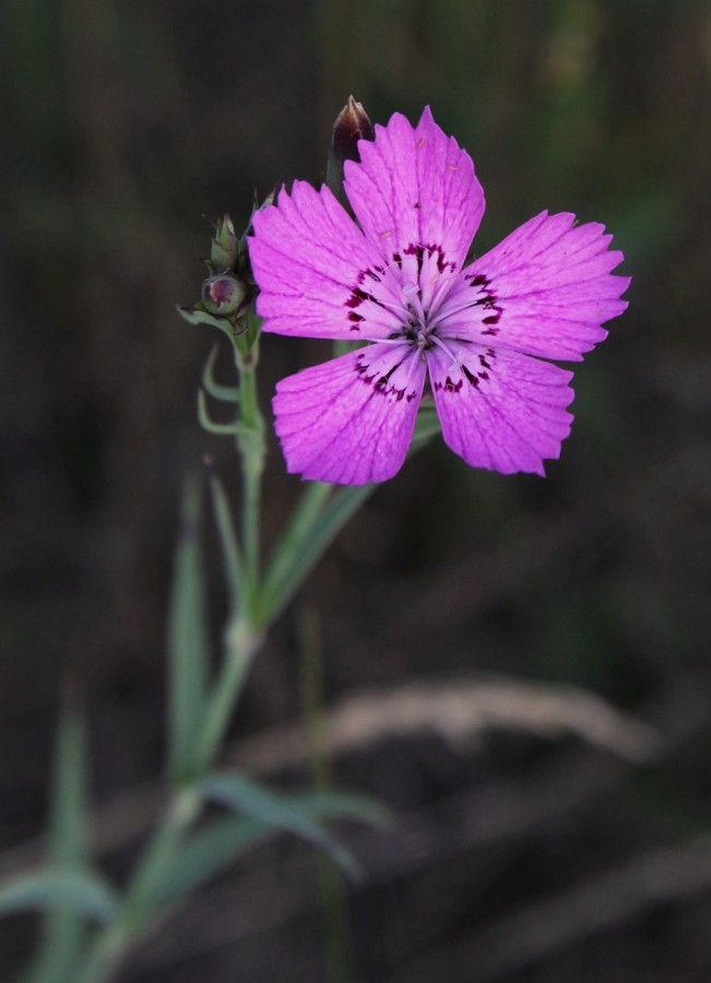 Изображение особи Dianthus fischeri.