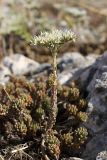 Sedum alberti