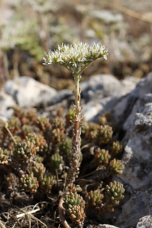 Изображение особи Sedum alberti.