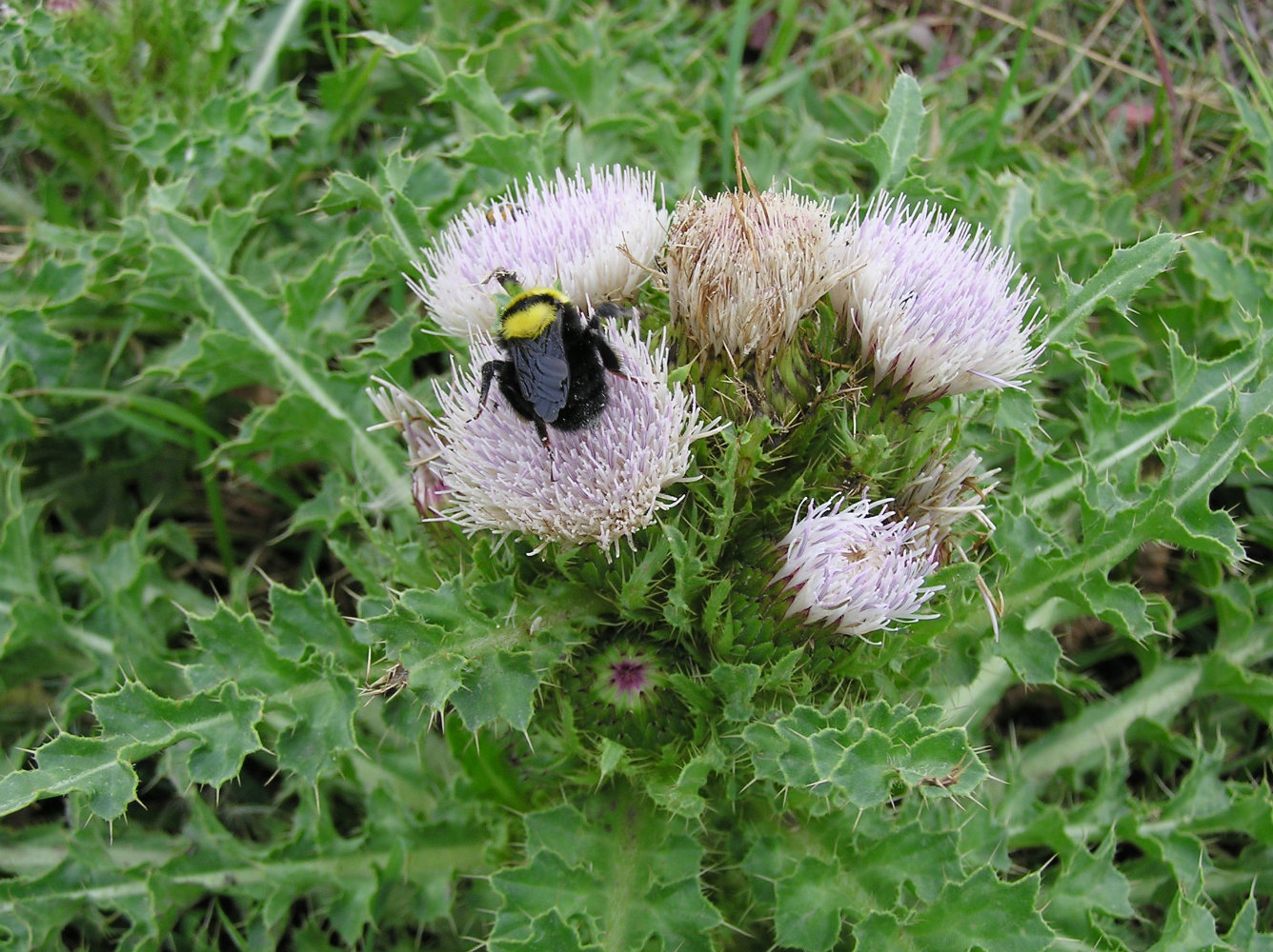 Image of Cirsium roseolum specimen.