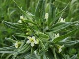 Lithospermum officinale