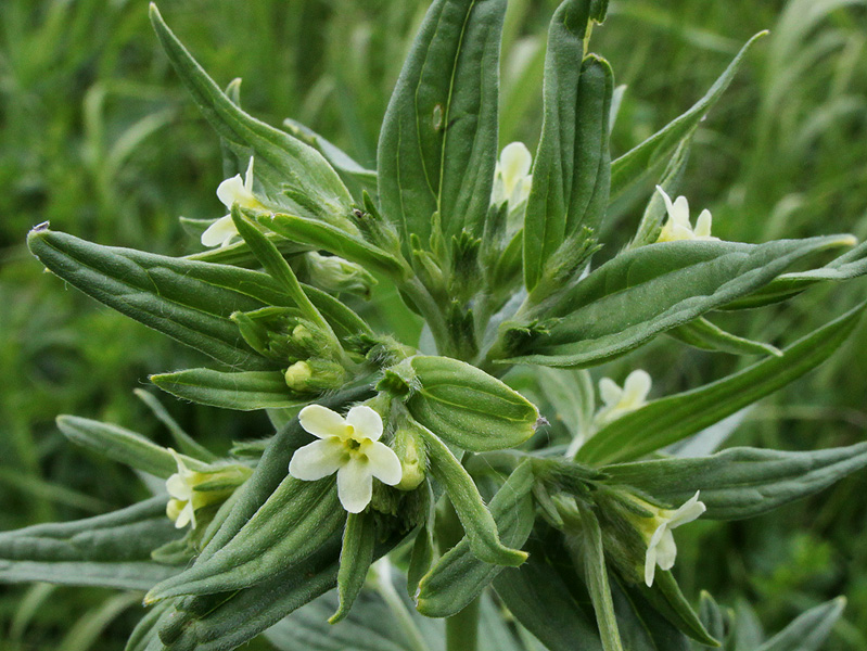 Изображение особи Lithospermum officinale.