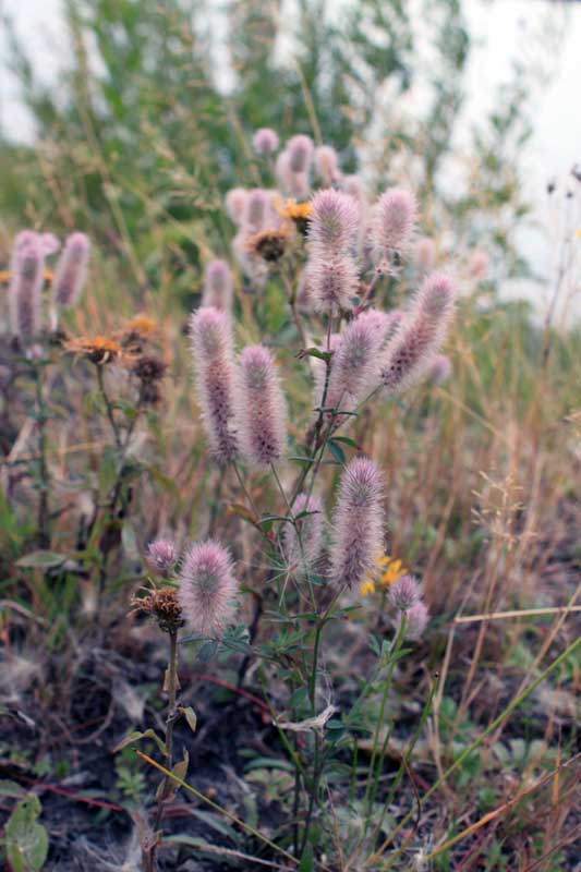 Image of Trifolium arvense specimen.