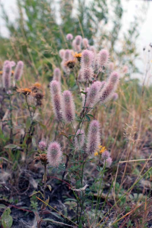 Изображение особи Trifolium arvense.