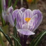 Crocus vernus