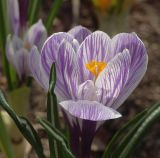 Crocus vernus