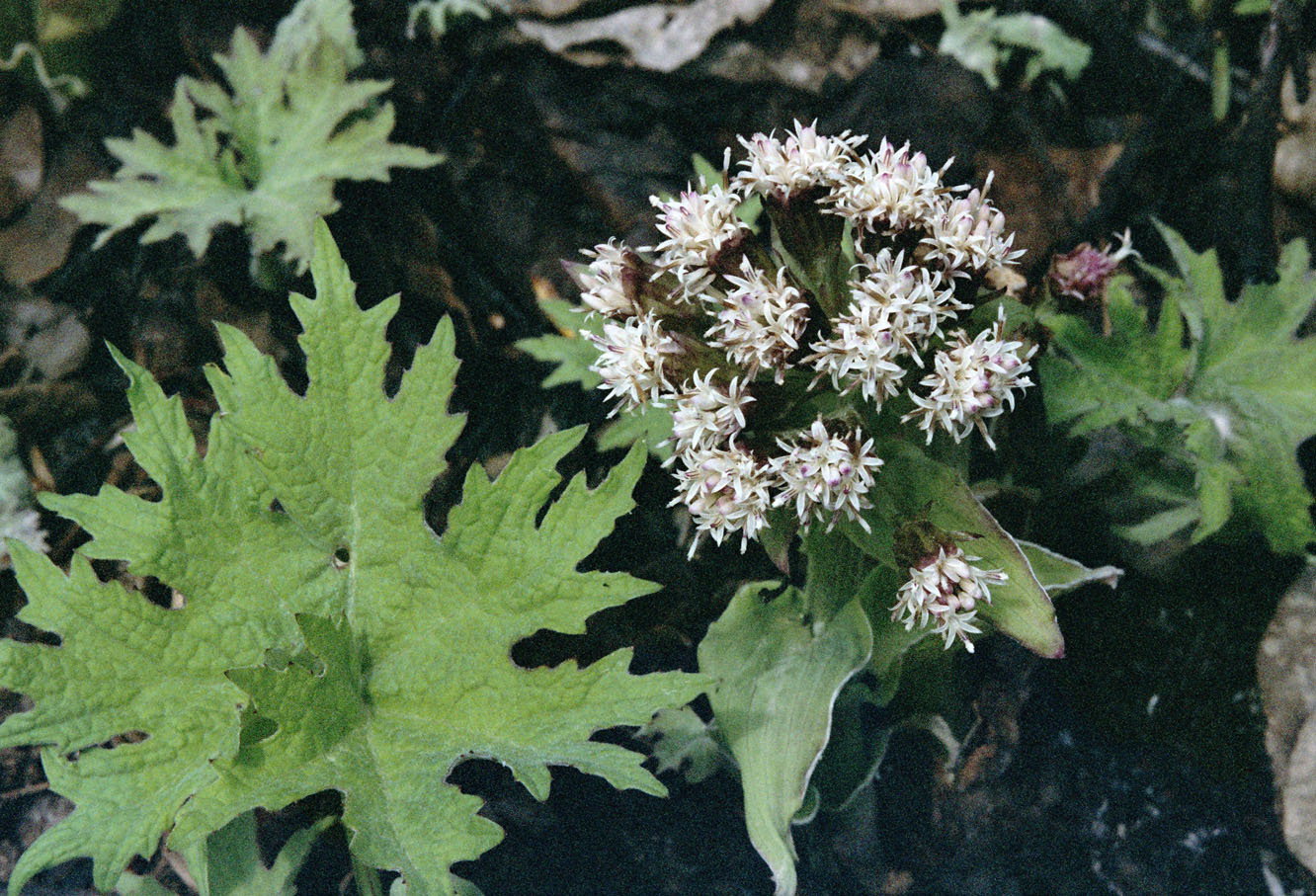Image of Petasites tatewakianus specimen.