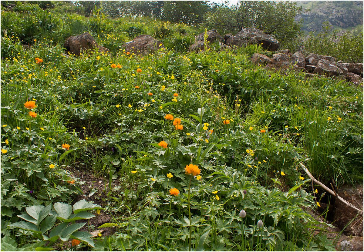 Image of Trollius asiaticus specimen.