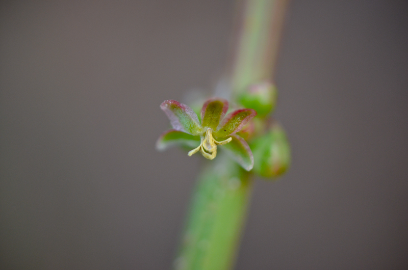 Image of Rumex aeroplaniformis specimen.