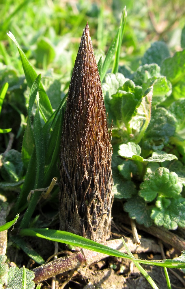 Изображение особи Equisetum telmateia.