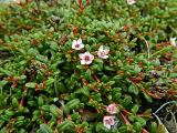 Loiseleuria procumbens