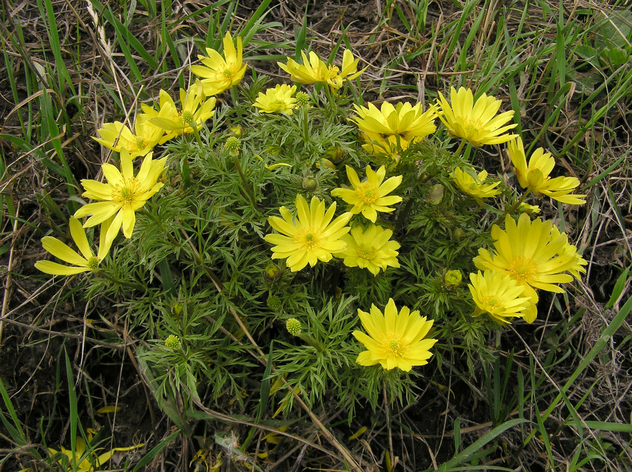 Image of Adonis volgensis specimen.