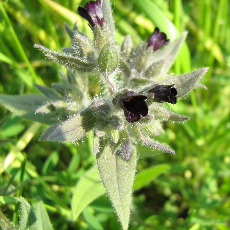 Image of Nonea rossica specimen.