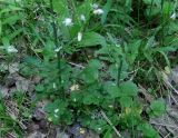 Cardamine tenera