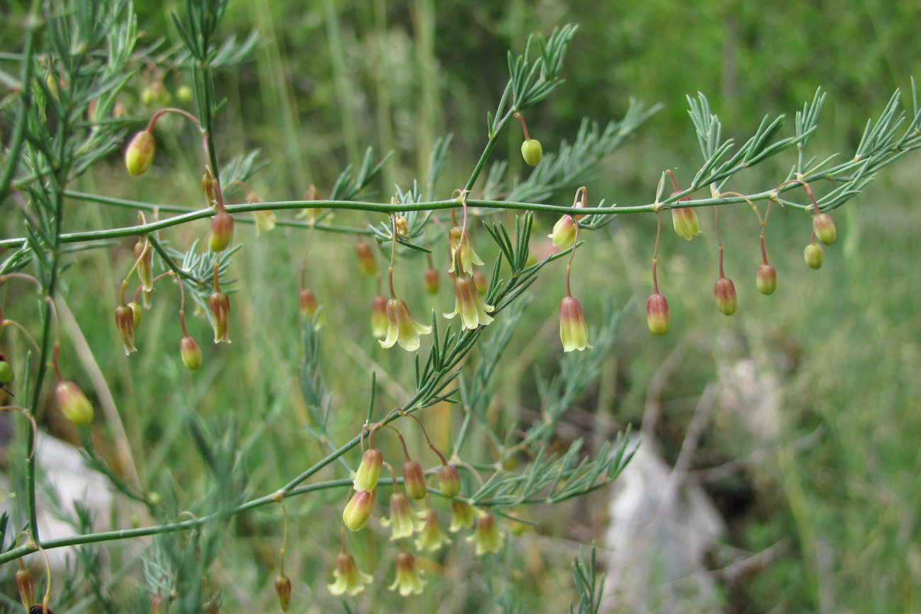 Image of Asparagus officinalis specimen.