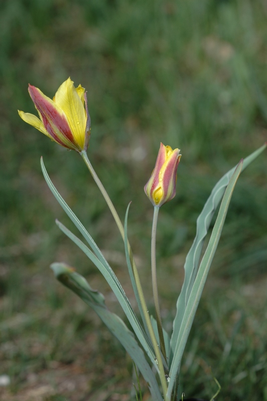 Изображение особи Tulipa iliensis.